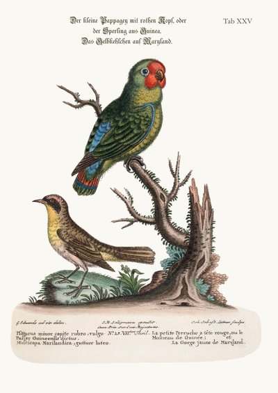 The little Red-headed Parrakeet or Guiney Sparrow and the Maryland Yellow-Throat, 1749-73 by George Edwards